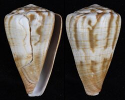 Rhizoconus namocanus