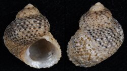 Euchelus asper