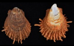 Spondylus butleri