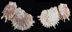 Spondylus albibarbatus
