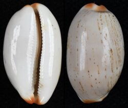 Luria isabella