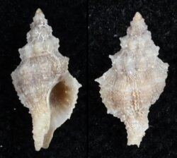 Orania pleurotomoides