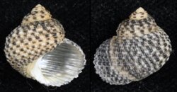 Euchelus asper