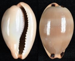 Luria lurida lurida