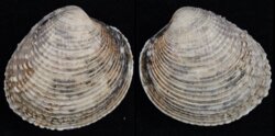 Venus verrucosus