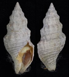 Afrocominella elongata