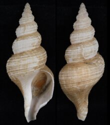 Troschelia berniciensis