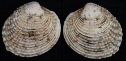 Venus verrucosa