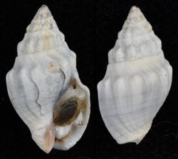 Cominella glandiformis
