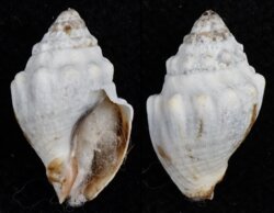 Cominella glandiformis