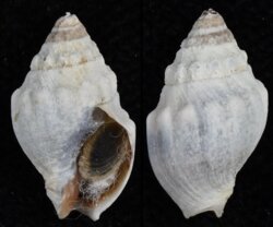 Cominella glandiformis