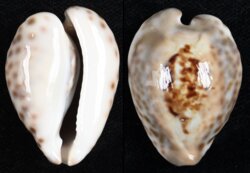 Barycypraea teulerei