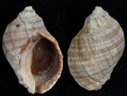 Nucella emarginata