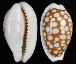 Cribrarula cribraria cribraria