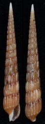 Clathoterebra mactanensis