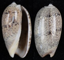 Oliva bulbiformis