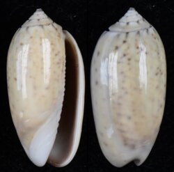 Oliva oliva