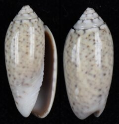 Oliva oliva