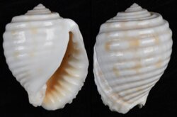 Malea pomum