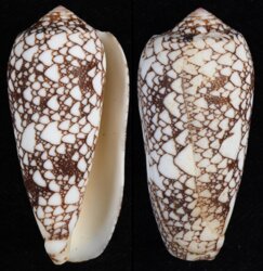 Darioconus omaria