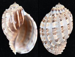 Harpa articularis