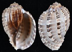 Harpa articularis