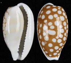 Cribrarula cribraria cribraria