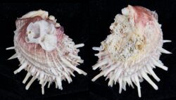 Spondylus reevei