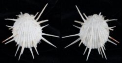 Spondylus imperialis