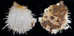 Spondylus americanus