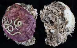 Spondylus gaederopus