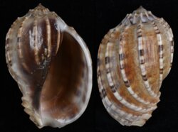 Harpa articularis