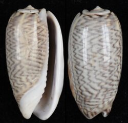Oliva mustelina
