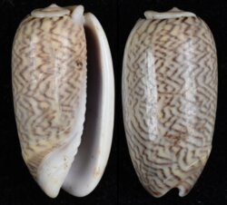 Oliva mustelina