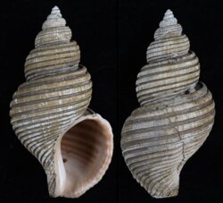 Ancistrolepis vietnamensis
