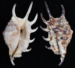 Lambis lambis