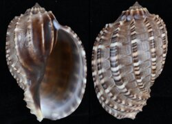 Harpa articularis