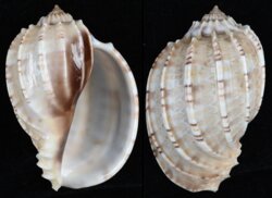 Harpa articularis