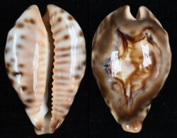 Barycypraea fultoni fultoni