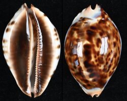 Zoila jeaniana praeclara