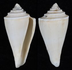 Profundiconus neotorquatus