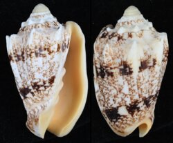 Cymbiola chrysostoma