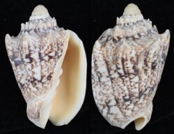 Cymbiola chrysostoma