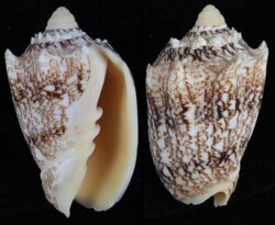 Cymbiola chrysostoma