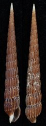 Clathoterebra mactanensis