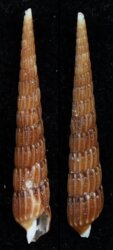 Clathoterebra mactanensis