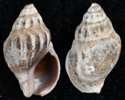 Cominella glandiformis