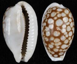 Cribrarula cribraria cribraria