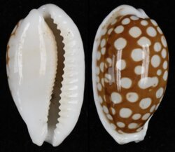 Cribrarula cribraria cribraria