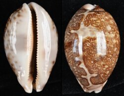 Leporicypraea mappa mappa